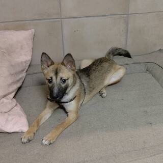 小柄でビビりな7ヶ月の女の子です