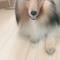 シェットランドシープドッグ 女の子