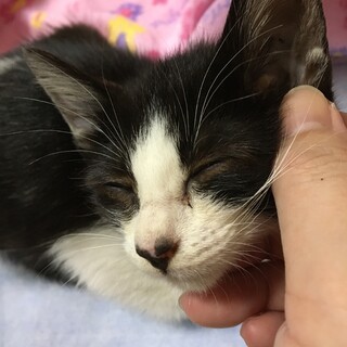 生後約1ヶ月半の野良猫です。
