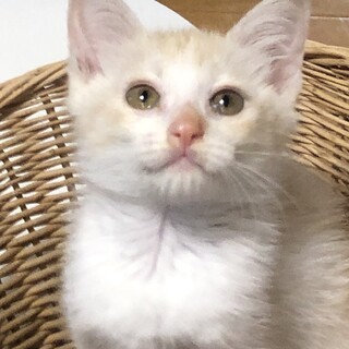 活発な茶白の女の子です