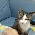とても慣れて飼いやすいゴロゴロの白キジ君