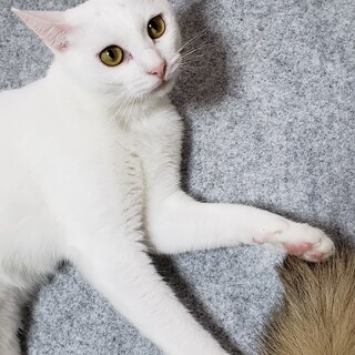 しらゆき終生の里親様を待っています！