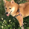 柴犬 女の子