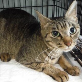 愛護団体様より引き出し。成猫083