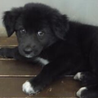 里親様に迎えられました。子犬♂082