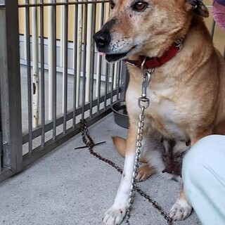 センター生活が長期化しています。元野犬のさーちゃん