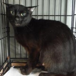 愛護団体様より引き出し。成猫084