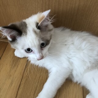 子猫　長毛の白ちゃん
