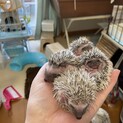 ハリネズミの赤ちゃん♂2匹です