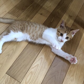 子猫　茶白ちゃん