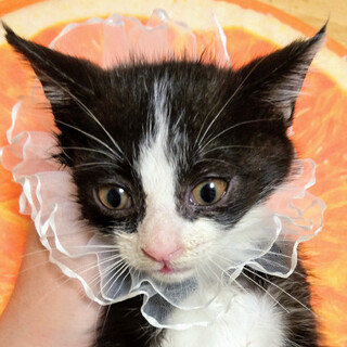 元気な2ヶ月の黒白くん