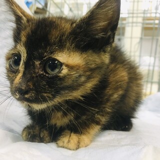 お団子兄妹の幸せへの旅。(*´ω｀*)