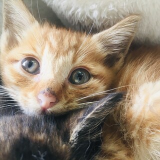 お団子兄妹の幸せへの旅。(*´꒳`*)