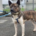 とても控え目男子。びびりですがお利口さんです。