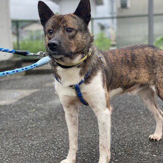 とても控え目男子。びびりですがお利口さんです。