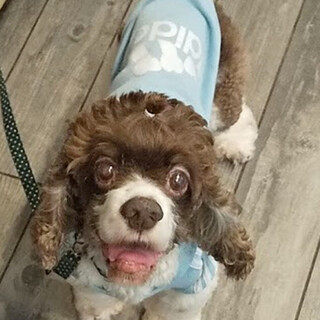 甘えん坊アメリカンコッカー♂ルーくん