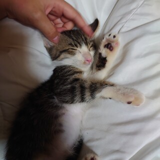 人馴れ抜群すぎるダヤン君！！（トライアル中）