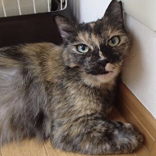 ハンデがあるアリーナちゃん