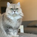 バオバオですよろしく