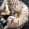 ながののねこ