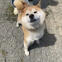柴犬　6歳　女の子　イセちゃん