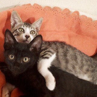 黒とキジ白の甘えん坊やんちゃコンビ！