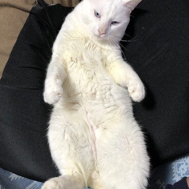 暑くて溶けてるwww