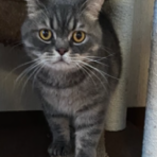 飼育放棄・ブリティッシュショートヘアのみつきくん