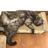 洗濯機の下に隠れていたのが嘘のようです。
