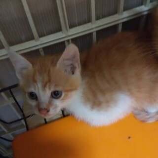 わんぱく坊主のロボくん