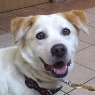 飼い主急逝しました雑種♀こむぎ６歳