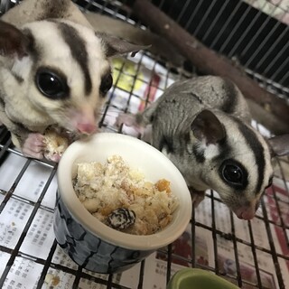 フクロモモンガ親子里親募集