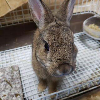 メスのミニウサギ