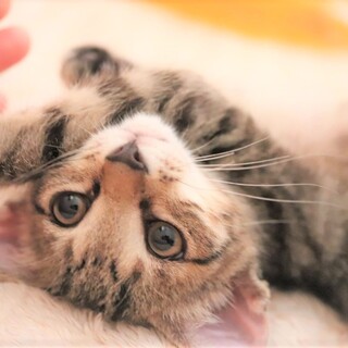 【募集停止】人慣れ抜群！超甘えん坊のスリゴロ王子