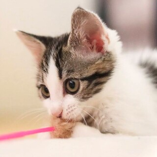 【募集停止】人慣れ抜群！超甘えん坊のイケメン王子