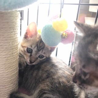 マリアちゃん♀仔猫