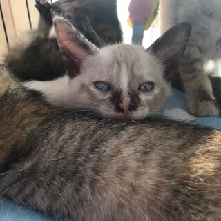 ナディアちゃん♀仔猫