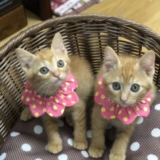 茶トラと黒猫兄妹(7/4. 7/5 ミニ譲渡会)