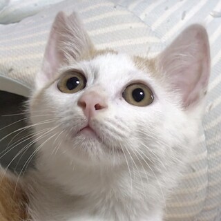 捨てられたけど懸命に生きてきましたママ募集中