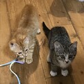 できれば2匹一緒のおうちを募集します！
