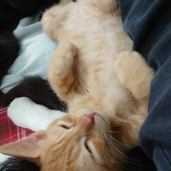 茶葉ず：煎茶くん②