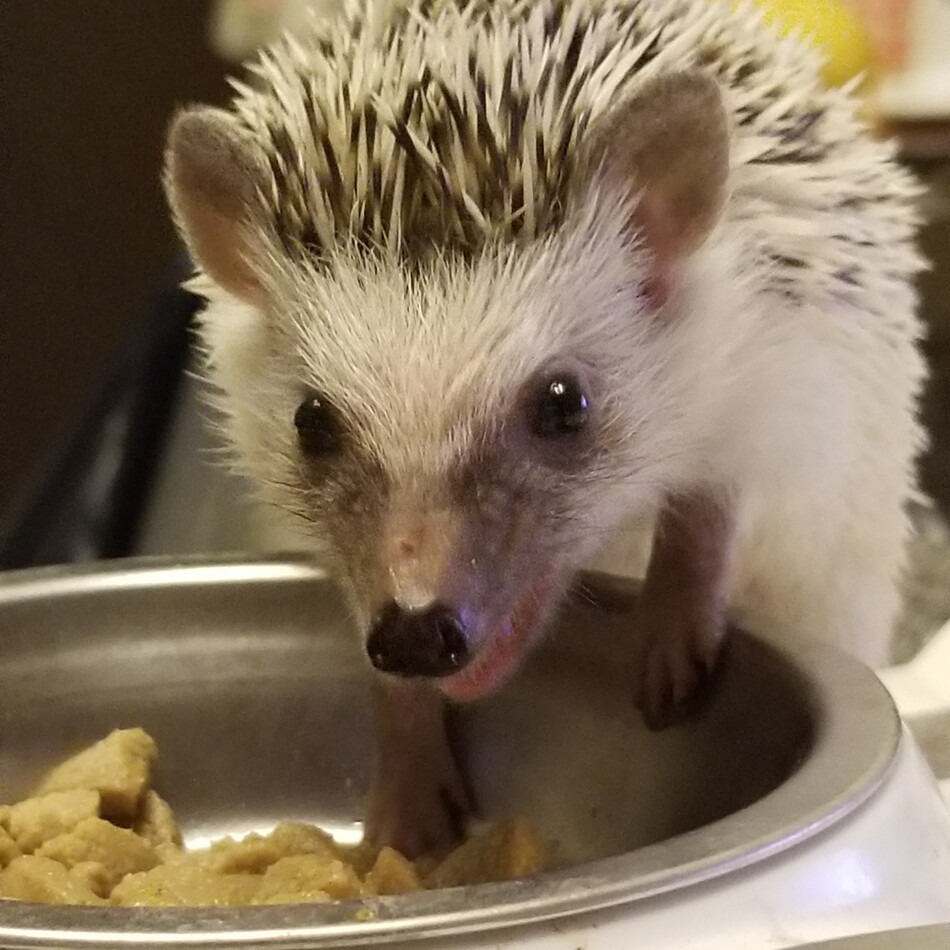 ハッちんのカバー写真