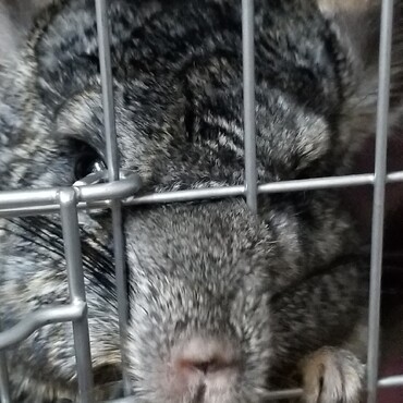 悪い事したんじゃないよ早くご飯が欲しいだけ