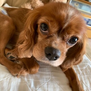 ただ今　4歳 愛情絶賛募集中！おんぷちゃん❤︎