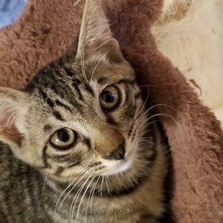 顔よし♡性格よし♡なキジトラ男の子♡