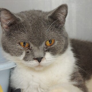 ブリティッシュショートヘアー　痩せています