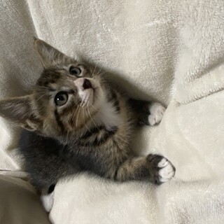 甘えん坊のキジトラちゃん