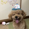の写真