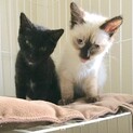 生後2ヶ月の子猫  仲良しな2匹 です