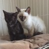 生後2ヶ月の子猫  仲良しな2匹 です サムネイル2